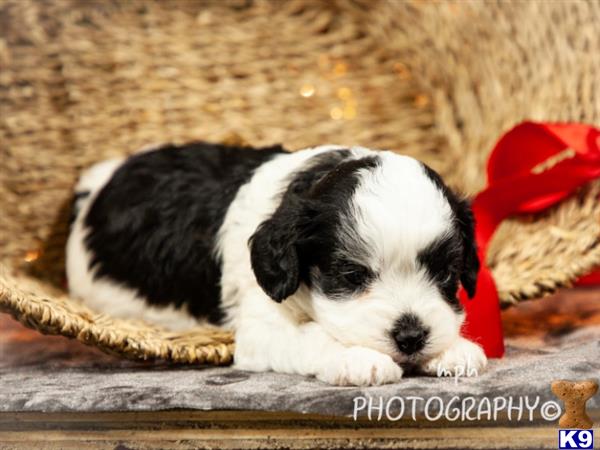 breeders Picture 1